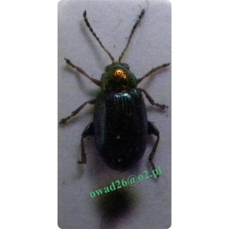 Crepidodera aurata (Marsham, 1802) Łozówka złotawa, Podrywka